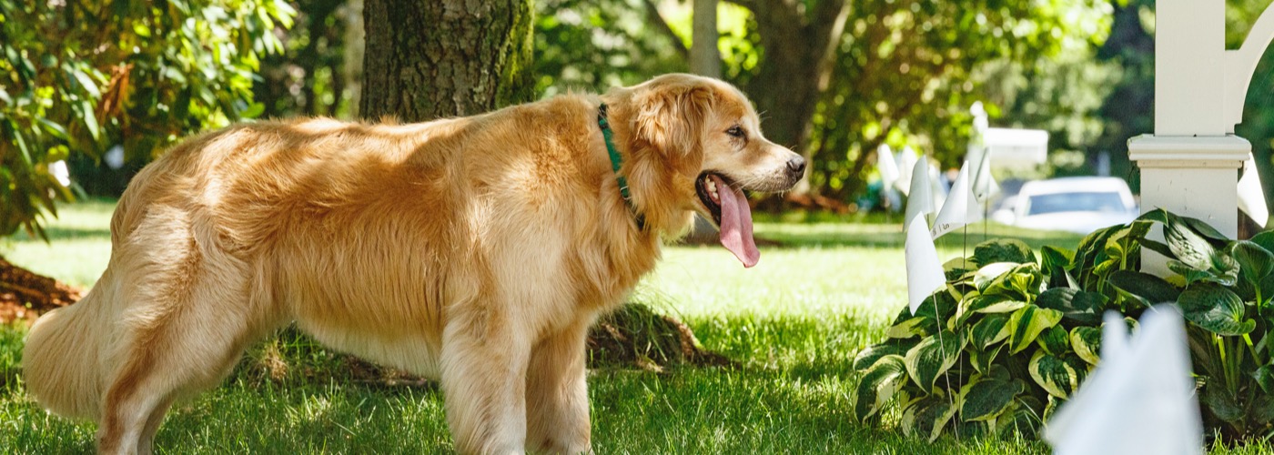 DogWatch of Idaho, Twin Falls and Boise, Idaho | Outdoor Hidden Dog Fences Slider Image